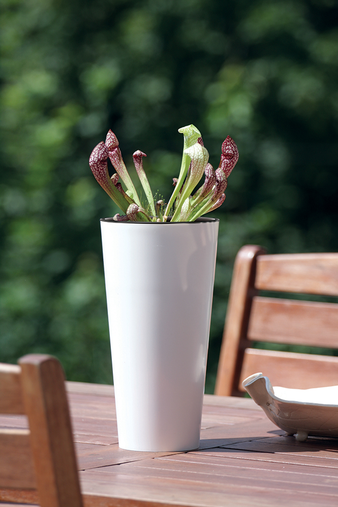 Горщик Tubus Slim Shine