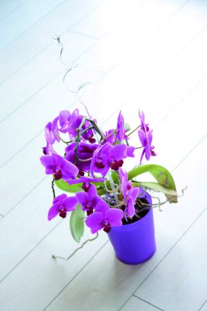 Горщики для орхідей